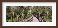 Framed Boardwalk passing through a forest, Lettuce Lake Park, Tampa, Hillsborough County, Florida, USA
