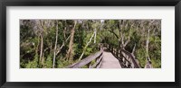 Framed Boardwalk passing through a forest, Lettuce Lake Park, Tampa, Hillsborough County, Florida, USA