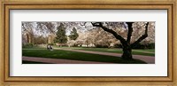 Framed Cherry trees in the quad of a university, University of Washington, Seattle, Washington State