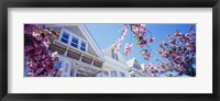 Framed Low angle view of Cherry Blossom flowers in front of buildings, San Francisco, California, USA