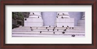 Framed Flock of pigeons on steps, San Francisco, California, USA