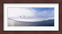 Framed Pelicans flying over the sea, Alcatraz, San Francisco, California, USA