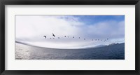 Framed Pelicans flying over the sea, Alcatraz, San Francisco, California, USA