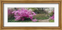 Framed Azalea flowers in a garden, Garden of Eden, Ladew Topiary Gardens, Monkton, Baltimore County, Maryland, USA