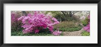 Framed Azalea flowers in a garden, Garden of Eden, Ladew Topiary Gardens, Monkton, Baltimore County, Maryland, USA