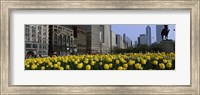 Framed Tulip flowers in a park with buildings in the background, Grant Park, South Michigan Avenue, Chicago, Cook County, Illinois, USA