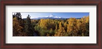 Framed Cottonwood trees in a forest, Mt Hood, Hood River, Mt. Hood National Forest, Oregon, USA