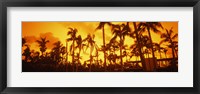 Framed Palm trees on the beach, The Setai Hotel, South Beach, Miami Beach, Florida, USA