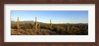 Framed Saguaro cacti in a desert, Four Peaks, Phoenix, Maricopa County, Arizona, USA
