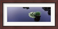 Framed Water lilies with a potted plant in a pond, Olbrich Botanical Gardens, Madison, Wisconsin, USA