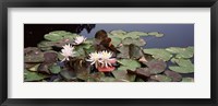 Framed Water lilies in a pond, Olbrich Botanical Gardens, Madison, Wisconsin
