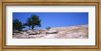 Framed Trees on a mountain, Stone Mountain, Atlanta, Fulton County, Georgia