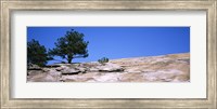 Framed Trees on a mountain, Stone Mountain, Atlanta, Fulton County, Georgia