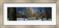 Framed Bare trees with buildings in the background, Central Park, Manhattan, New York City, New York State, USA