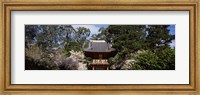 Framed Cherry Blossom trees in a garden, Japanese Tea Garden, Golden Gate Park, San Francisco, California, USA