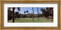 Framed Trees in a campus, University Of Tampa, Florida