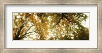 Framed Autumn Trees in Volunteer Park, Seattle, Washington