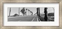 Framed Palm trees along a road, San Diego, California, USA