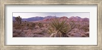 Framed Yucca plant in a desert, Red Rock Canyon, Las Vegas, Nevada, USA