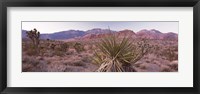 Framed Yucca plant in a desert, Red Rock Canyon, Las Vegas, Nevada, USA