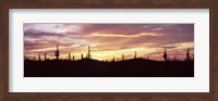 Framed Purple and Orange Sky Over Saguaro Nataional Park, Arizona