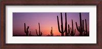 Framed Purple Sky Behind Cacti in the Saguaro National Park, Arizona