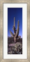 Framed Low angle view of a Saguaro cactus, Saguaro National Park, Tucson, Arizona