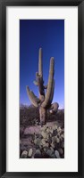 Framed Low angle view of a Saguaro cactus, Saguaro National Park, Tucson, Arizona