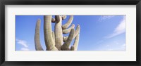 Framed Low angle view of a Saguaro cactus(Carnegiea gigantea), Saguaro National Park, Tucson, Pima County, Arizona, USA