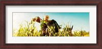 Framed Scarecrow in a corn field, Queens County Farm, Queens, New York City, New York State, USA