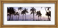 Framed Palm trees on the beach, Waikiki, Honolulu, Oahu, Hawaii (black and white)