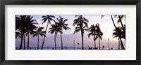 Framed Palm trees on the beach, Waikiki, Honolulu, Oahu, Hawaii (black and white)