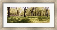Framed Trees and grass in a Central Park in the spring time, New York City, New York State, USA
