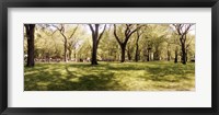 Framed Trees and grass in a Central Park in the spring time, New York City, New York State, USA