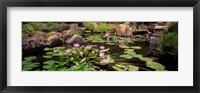 Framed Lotus blossoms, Japanese Garden, University of California, Los Angeles, California