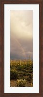 Framed Teddy-Bear Cholla and Saguaro cacti on a landscape, Sonoran Desert, Phoenix, Arizona, USA