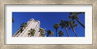 Framed Low angle view of palm trees, Downtown San Jose, San Jose, Silicon Valley, Santa Clara County, California