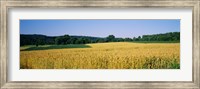 Framed Field Crop, Maryland, USA