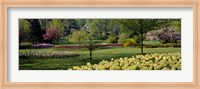 Framed Sherwood Gardens, Baltimore, Maryland