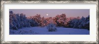 Framed Snow covered forest at dawn, Denver, Colorado, USA