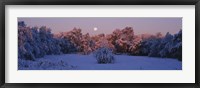 Framed Snow covered forest at dawn, Denver, Colorado, USA