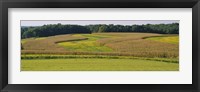 Framed Field Of Corn Crops, Baltimore, Maryland, USA