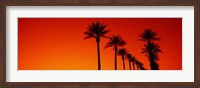 Framed Silhouette of Date Palm trees in a row at dawn, Phoenix, Arizona, USA