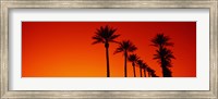 Framed Silhouette of Date Palm trees in a row at dawn, Phoenix, Arizona, USA
