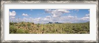 Framed Saguaro National Park Tucson AZ USA
