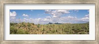 Framed Saguaro National Park Tucson AZ USA