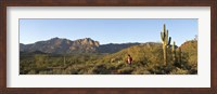 Framed Hiker standing on a hill, Phoenix, Arizona, USA