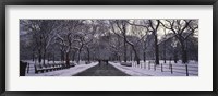 Framed Bare trees in a park, Central Park, New York City, New York State, USA