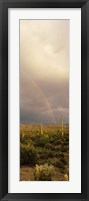 Framed Teddy-Bear Cholla and Saguaro cacti on a landscape, Sonoran Desert, Phoenix, Arizona, USA