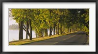 Framed Trees along a road, Lake Washington Boulevard, Seattle, Washington State, USA